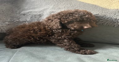 Cockapoo dogs Beautiful cockapoos - Advert 7