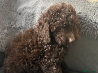 Cockapoo dogs Beautiful cockapoos - Advert 2