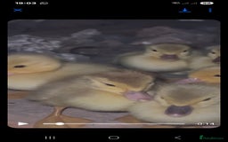 Ducks poultry for sale: Muscovy ducklings  - Image 2