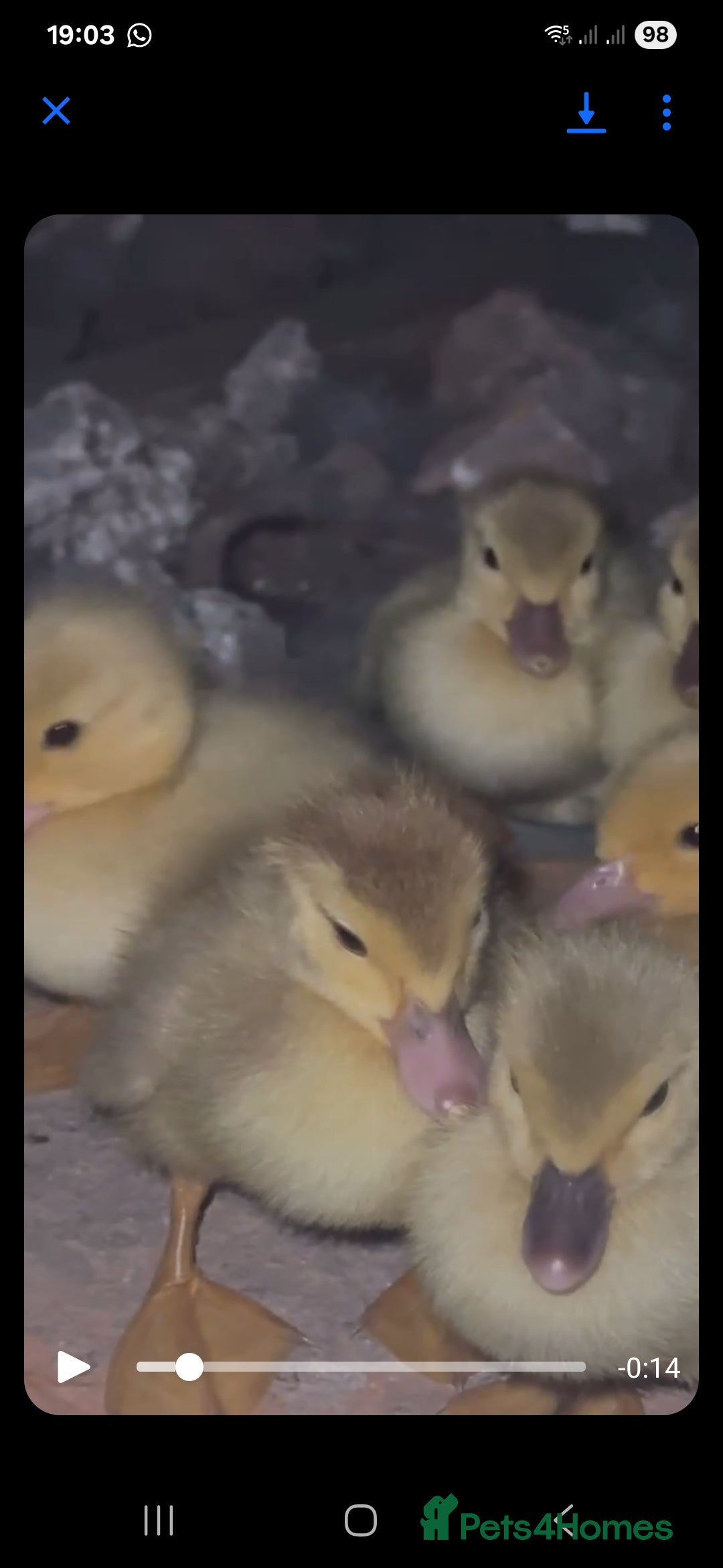Ducks poultry for sale: Muscovy ducklings  - Image 2