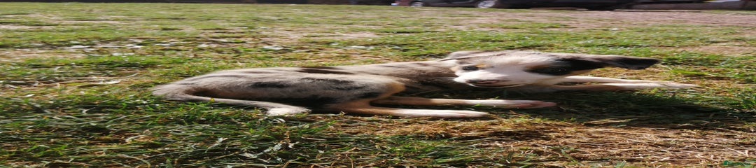 Collie Puppy 2