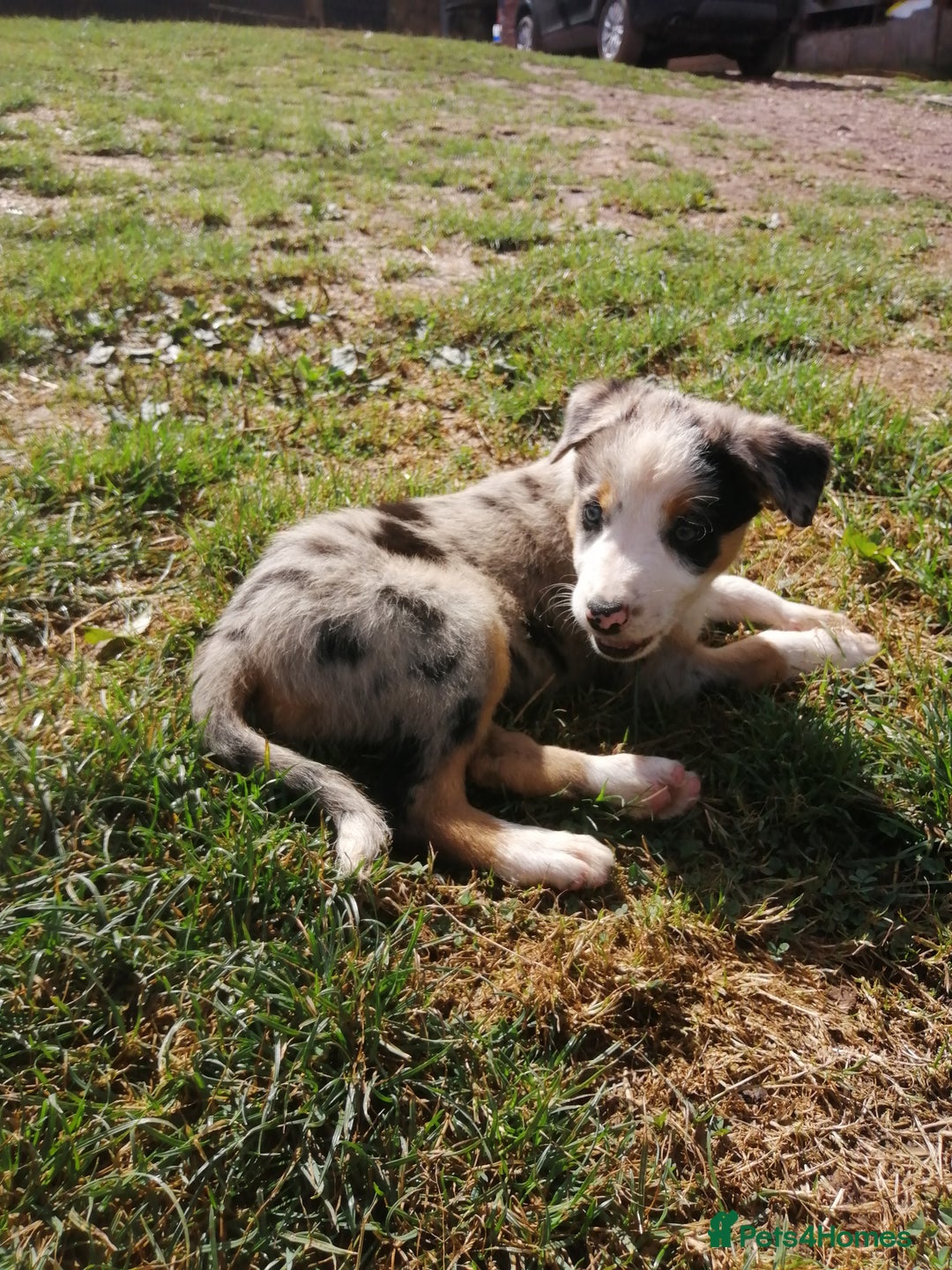 Bearded Collie dogs for sale: Beautiful blue merle border collie pups! - Image 11