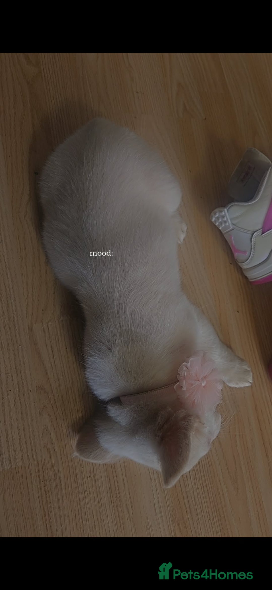 French Bulldog dogs for sale: Stunning full fluffy female - Advert 1