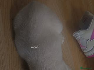 French Bulldog dogs Stunning full fluffy female - Advert 12