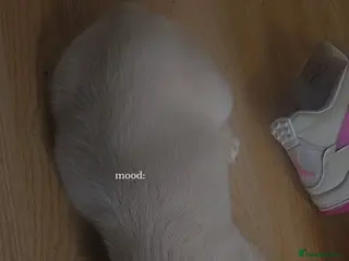 French Bulldog dogs Stunning full fluffy female - Advert 11