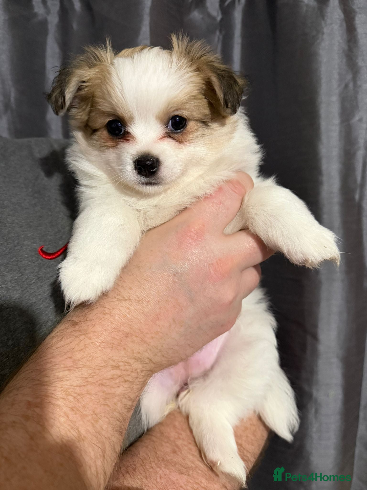 Pomchi dogs 🐻 Fluffy Rainbow Pomchis 🌈 - Advert 2