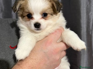 Pomchi dogs 🐻 Fluffy Rainbow Pomchis 🌈 - Advert 2