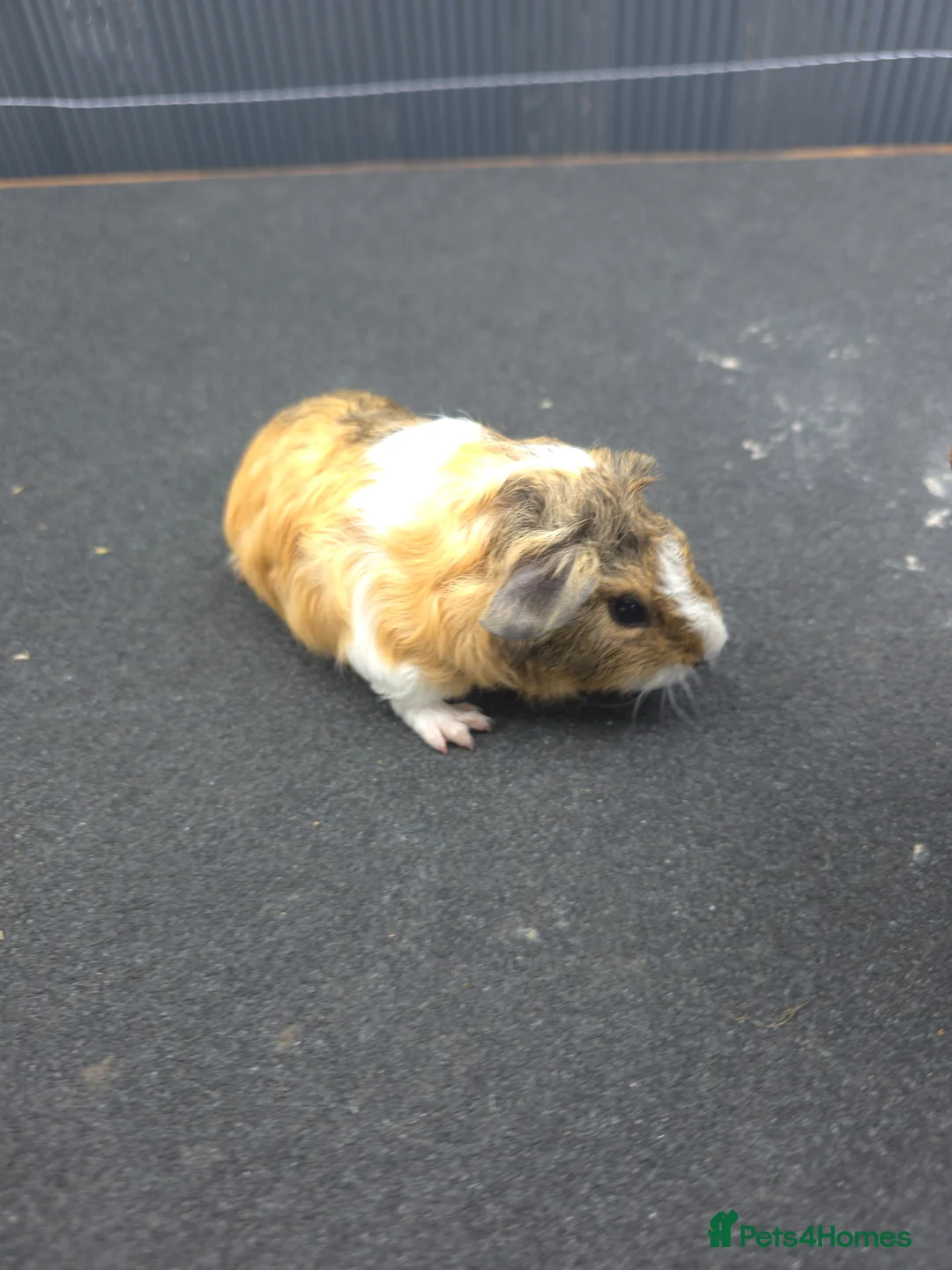 Guinea Pig rodents for sale: Guinea pigs - Advert 4