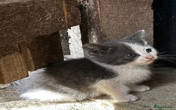 Mixed Breed cats for sale: Beautiful kittens various colours  - Image 2