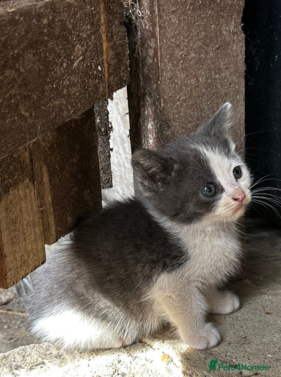 Mixed Breed cats for sale: Beautiful kittens various colours  - Image 2
