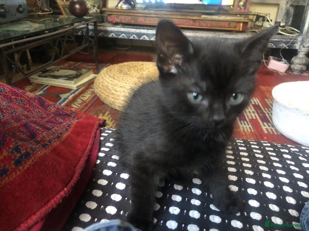 Mixed Breed cats for sale: Kittens  - Image 21