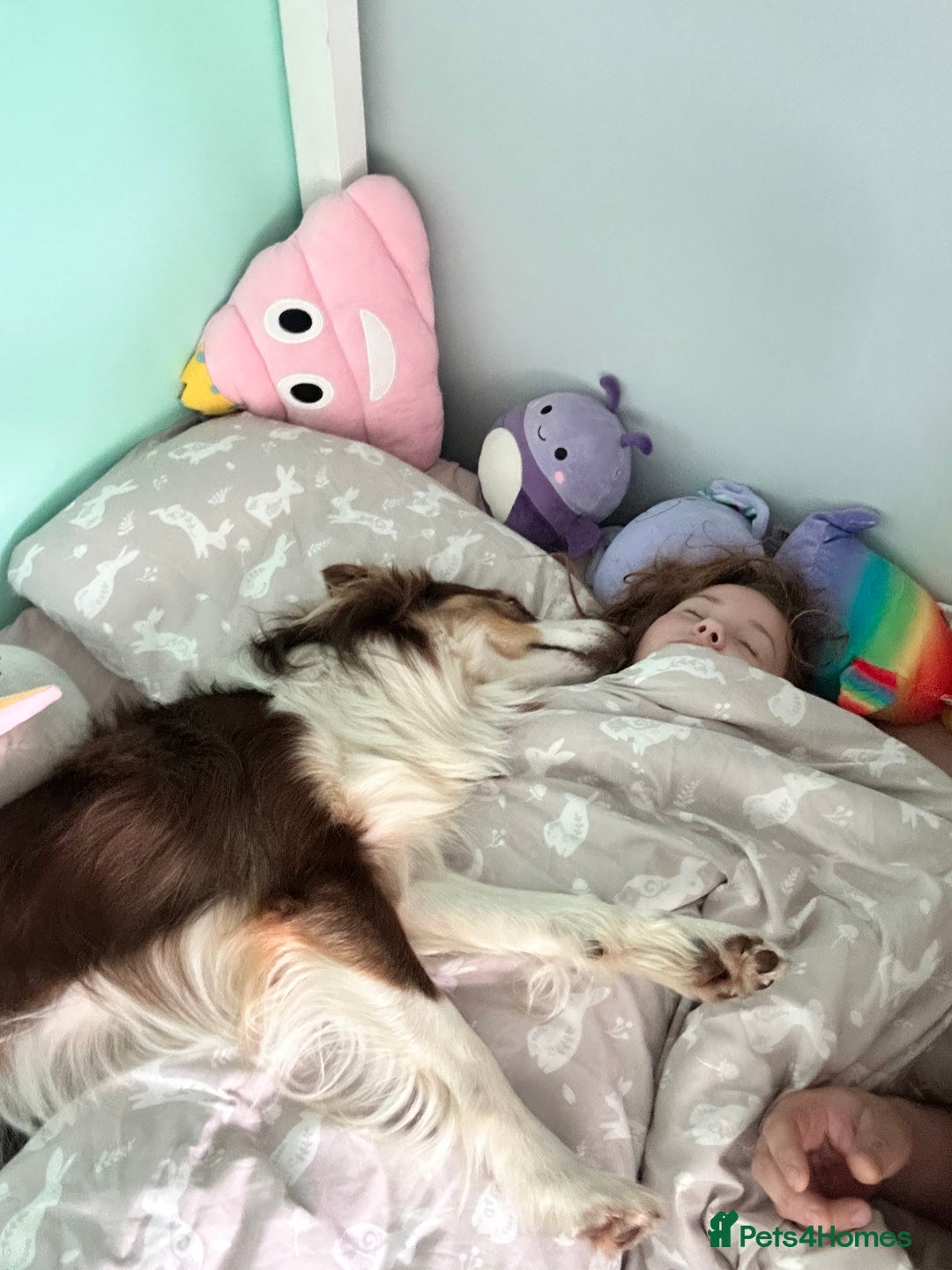 Border Collie dogs for stud: KC Border Collie for stud in Mansfield - Advert 12