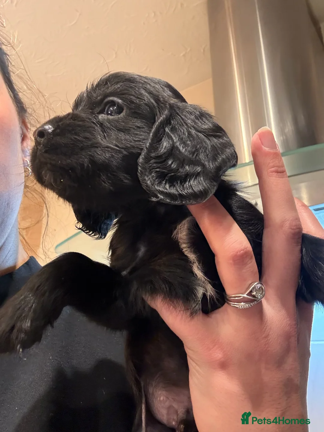 Cocker Spaniel dogs for sale: Working cocker spaniels. Fantastic pedigree  - Advert 4