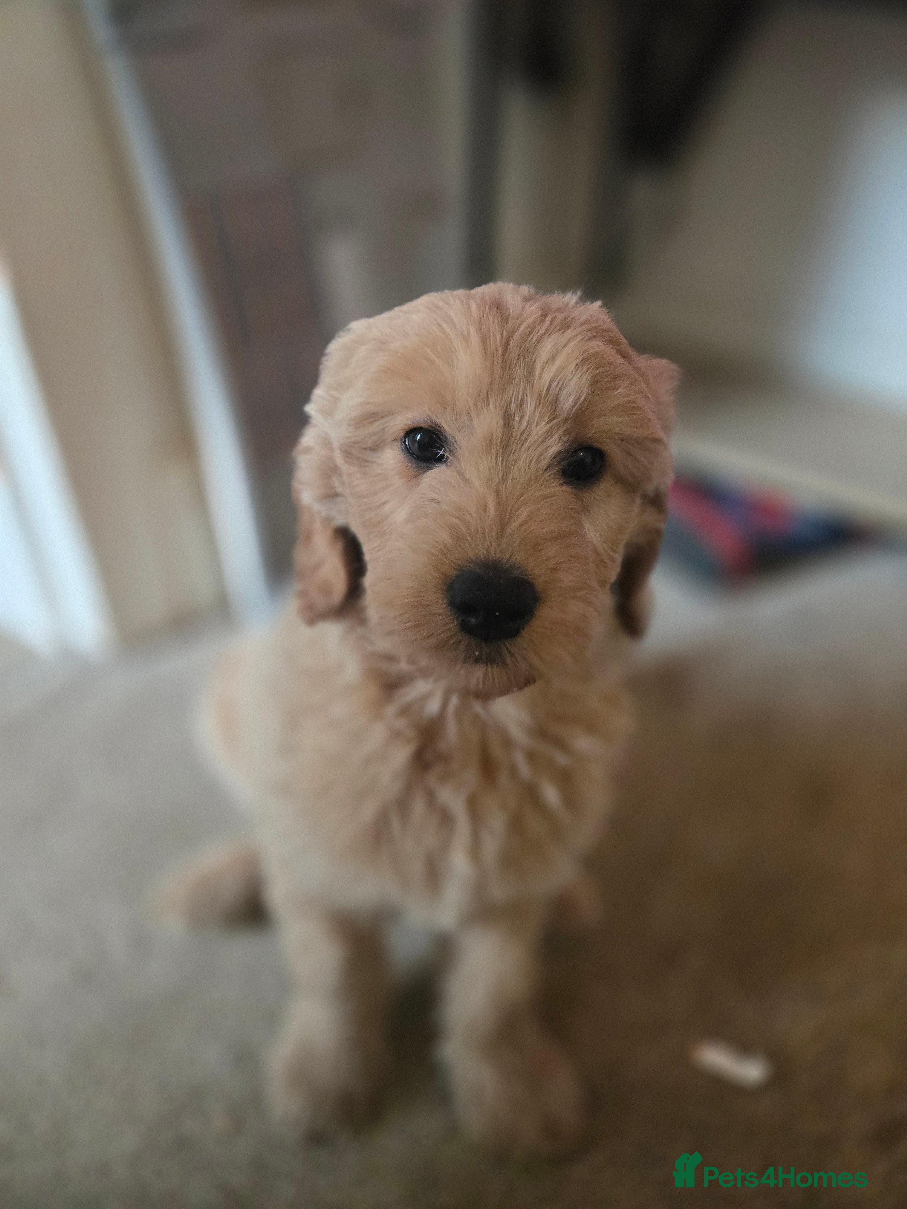 Mini Goldendoodle dogs 1 girl left - Advert 9