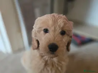 Mini Goldendoodle dogs 1 girl left - Advert 18