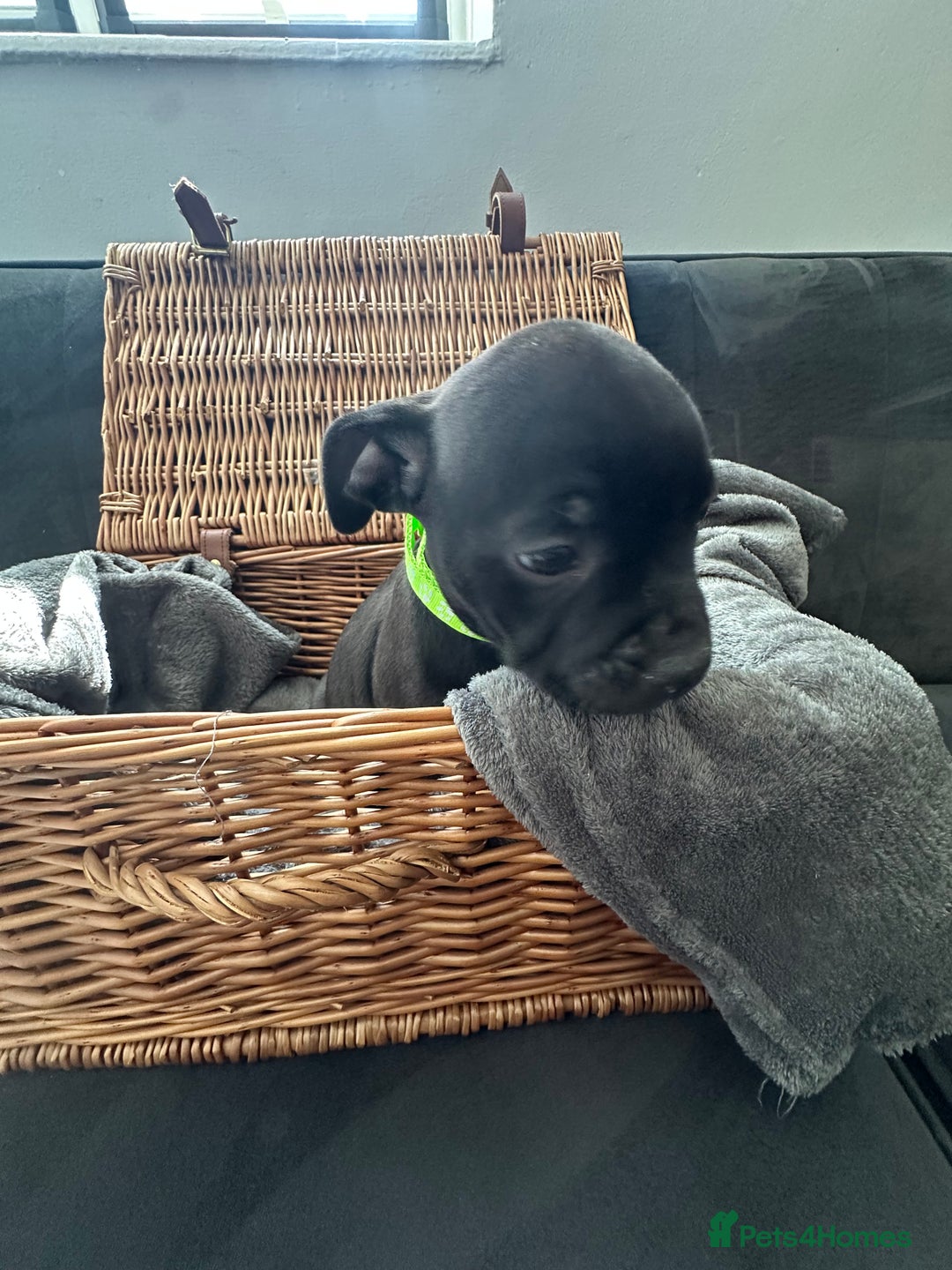 Staffordshire Bull Terrier dogs for sale: Blue and Black Staffordshire Bull Terriers - Image 6