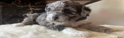 Shihpoo dogs for sale: Rare PRA clear health tested Shihpoo x Puppies  - Advert 9