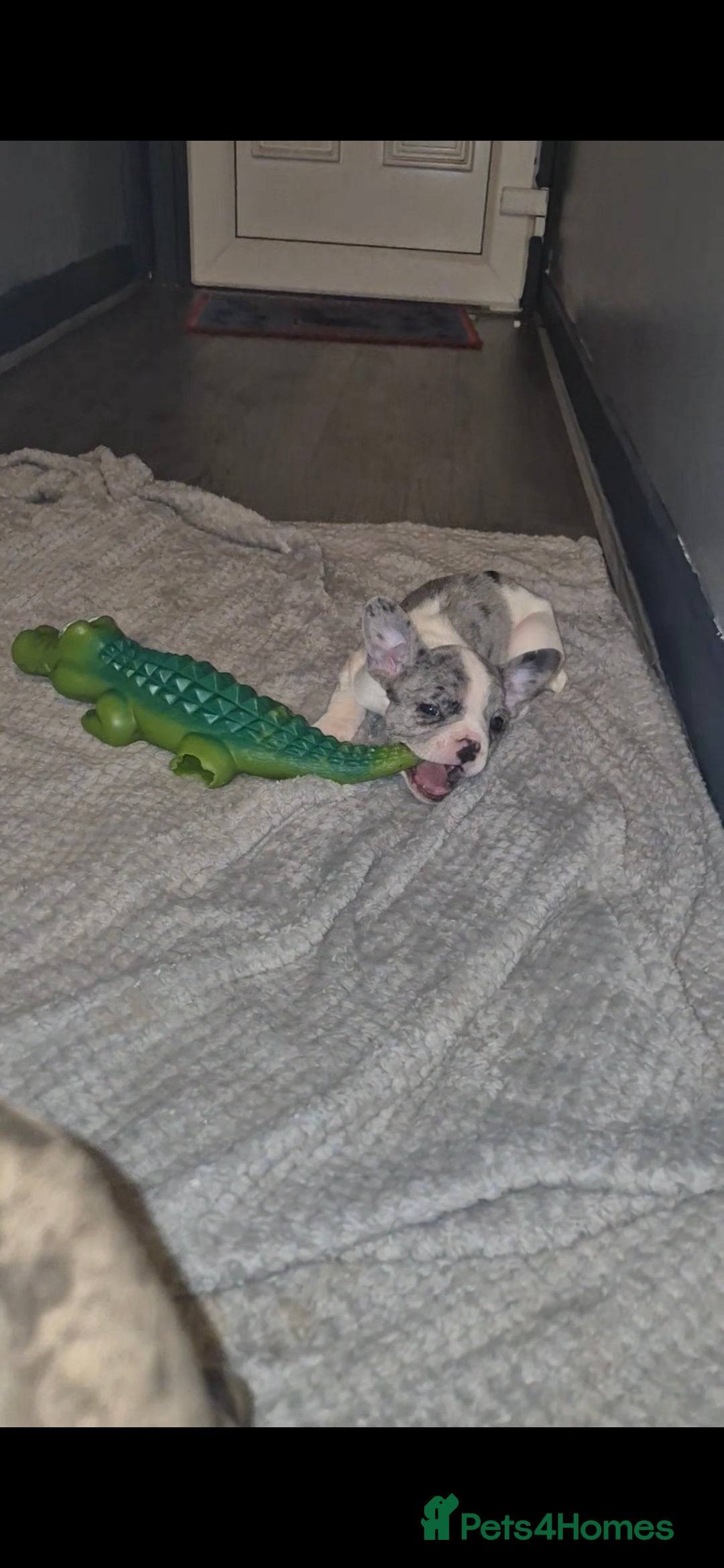 French Bulldog dogs for sale: 5 french bulldogs left!! Ready now! - Advert 31