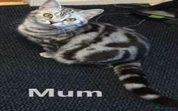 Scottish Fold cats for sale: 5 Full Pedigree Scottish Fold/Straight Kitens - Image 8