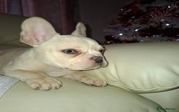 French Bulldog dogs for sale: French bulldog price is negotiable  - Advert 5