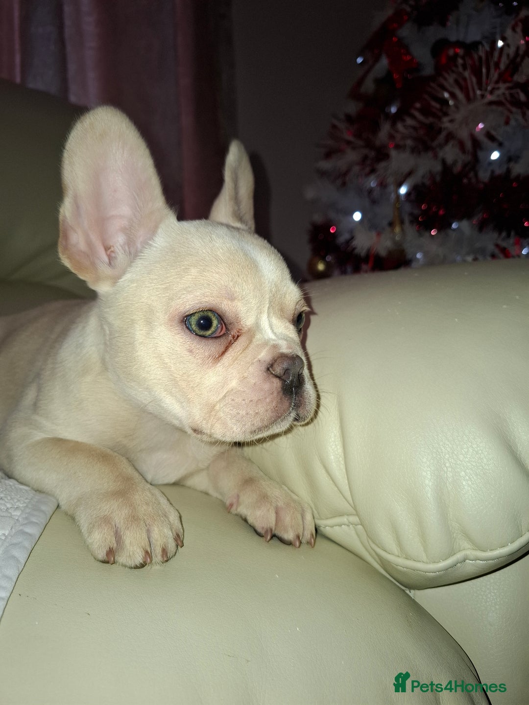 French Bulldog dogs for sale: French bulldog price is negotiable  - Advert 5