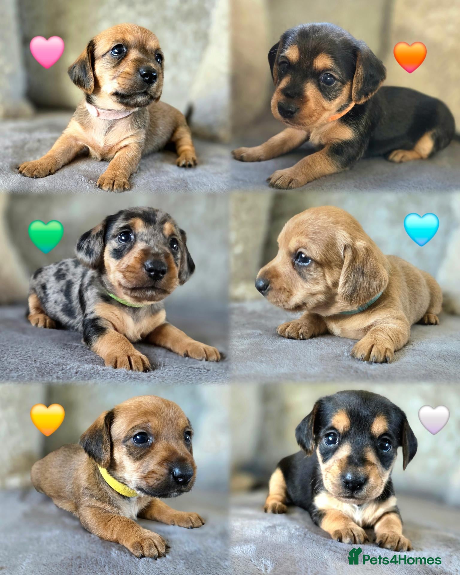 Mixed Breed dogs 7 Stunning Dorkie Puppies - Advert 18