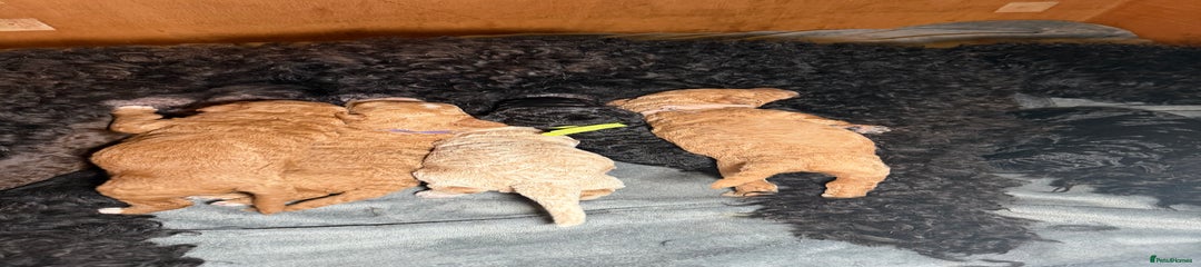 Goldendoodle Puppy 8