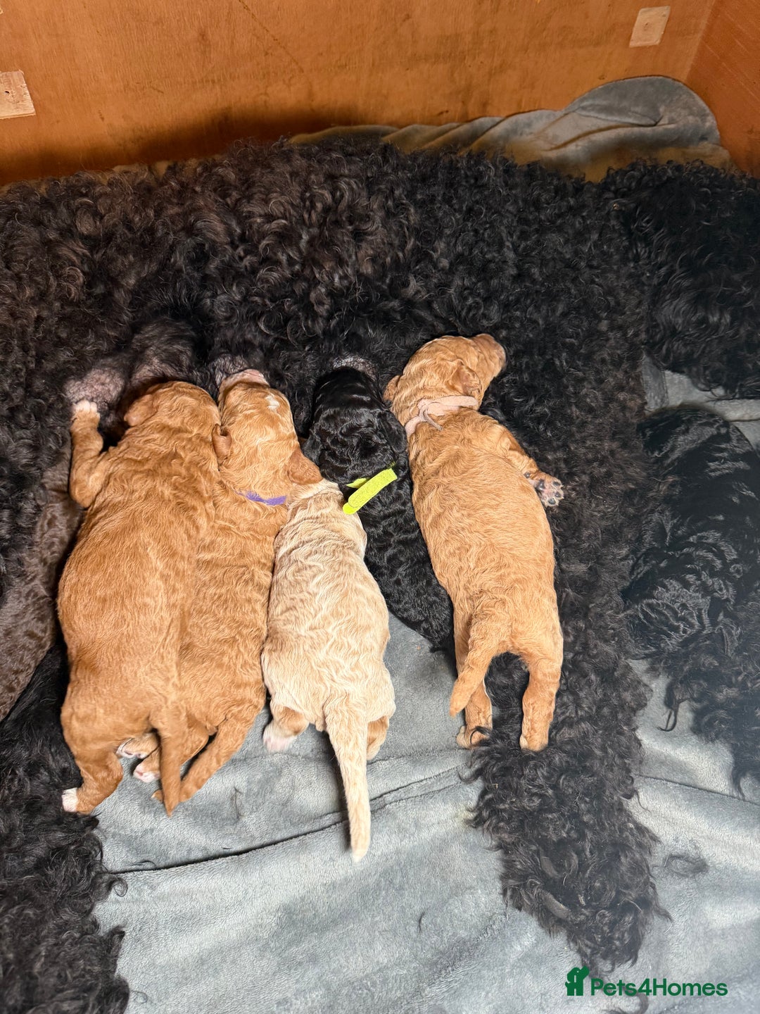 Goldendoodle dogs for sale: Beautiful Rainbow Litter of Goldendoodles - Advert 23