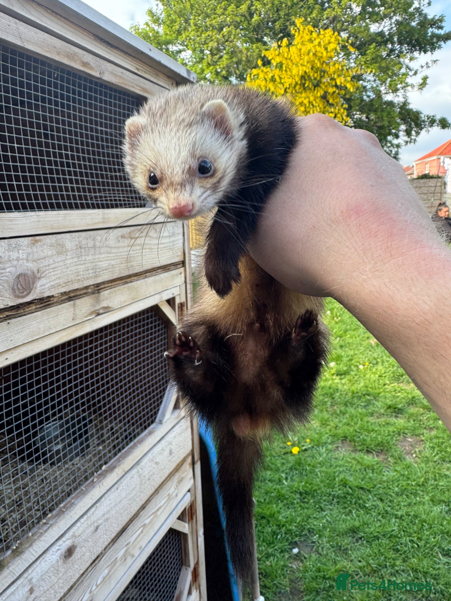 Ferret rodents for sale: Micro Hob Ferret - Advert 1