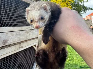 Ferret rodents Micro Hob Ferret - Advert 8