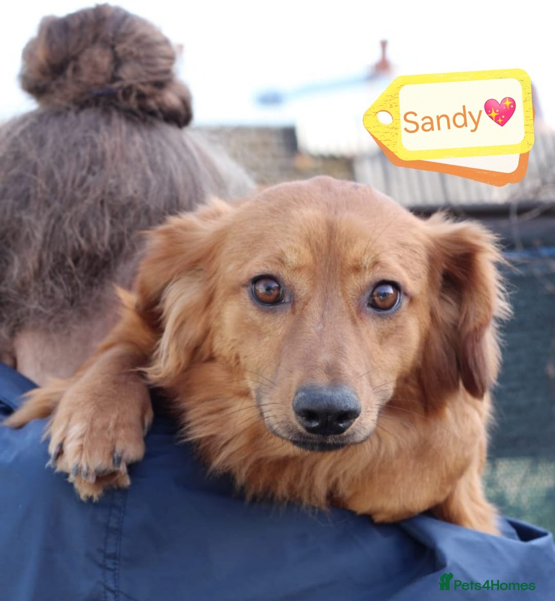 Mixed Breed dogs for adoption: 💖🐶 SANDY 🐶💖 - Image 32