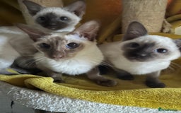 Siamese cats for sale: Siamese chocolate kittens - Image 2