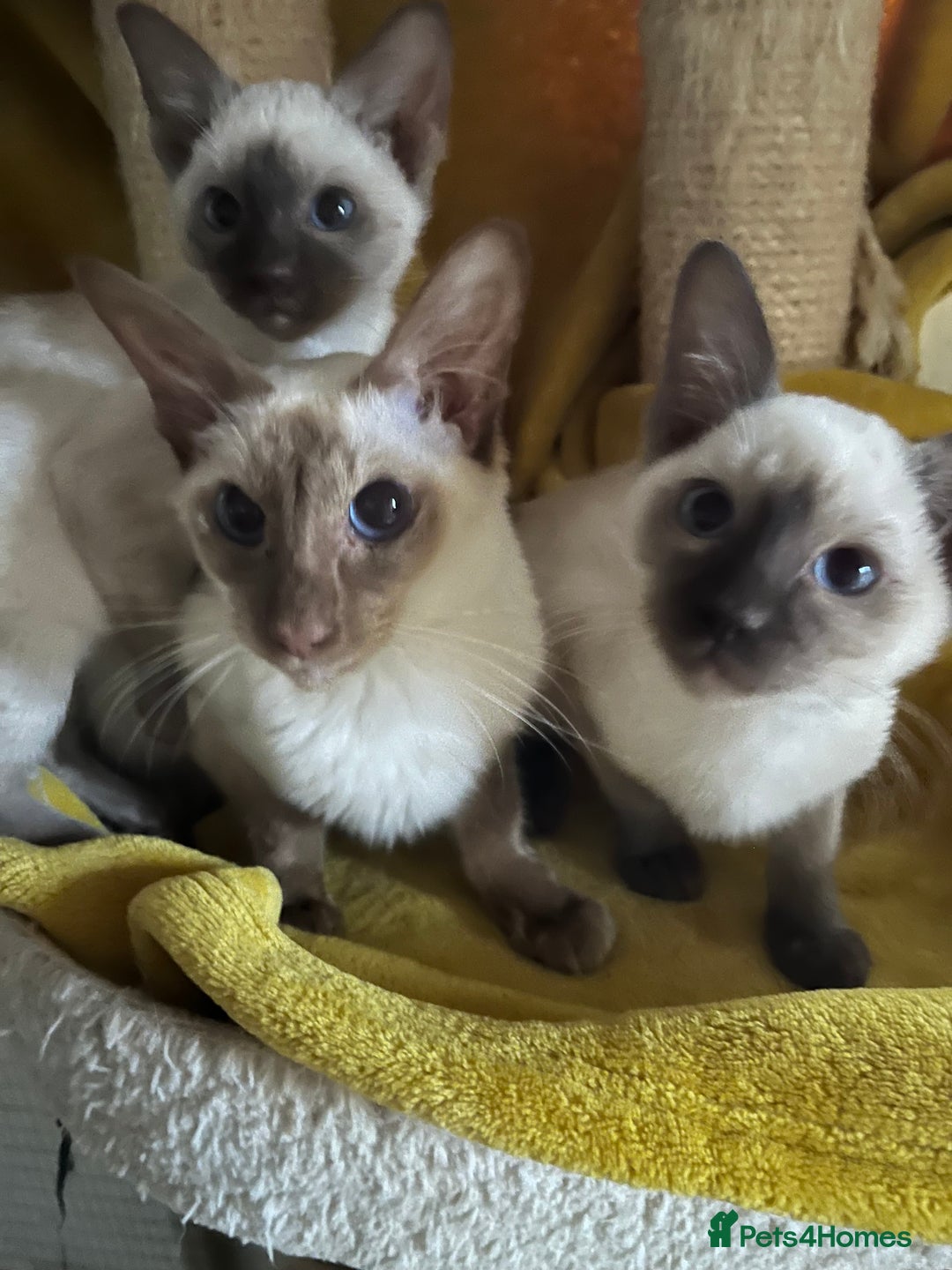 Siamese cats for sale: Siamese chocolate kittens - Image 2