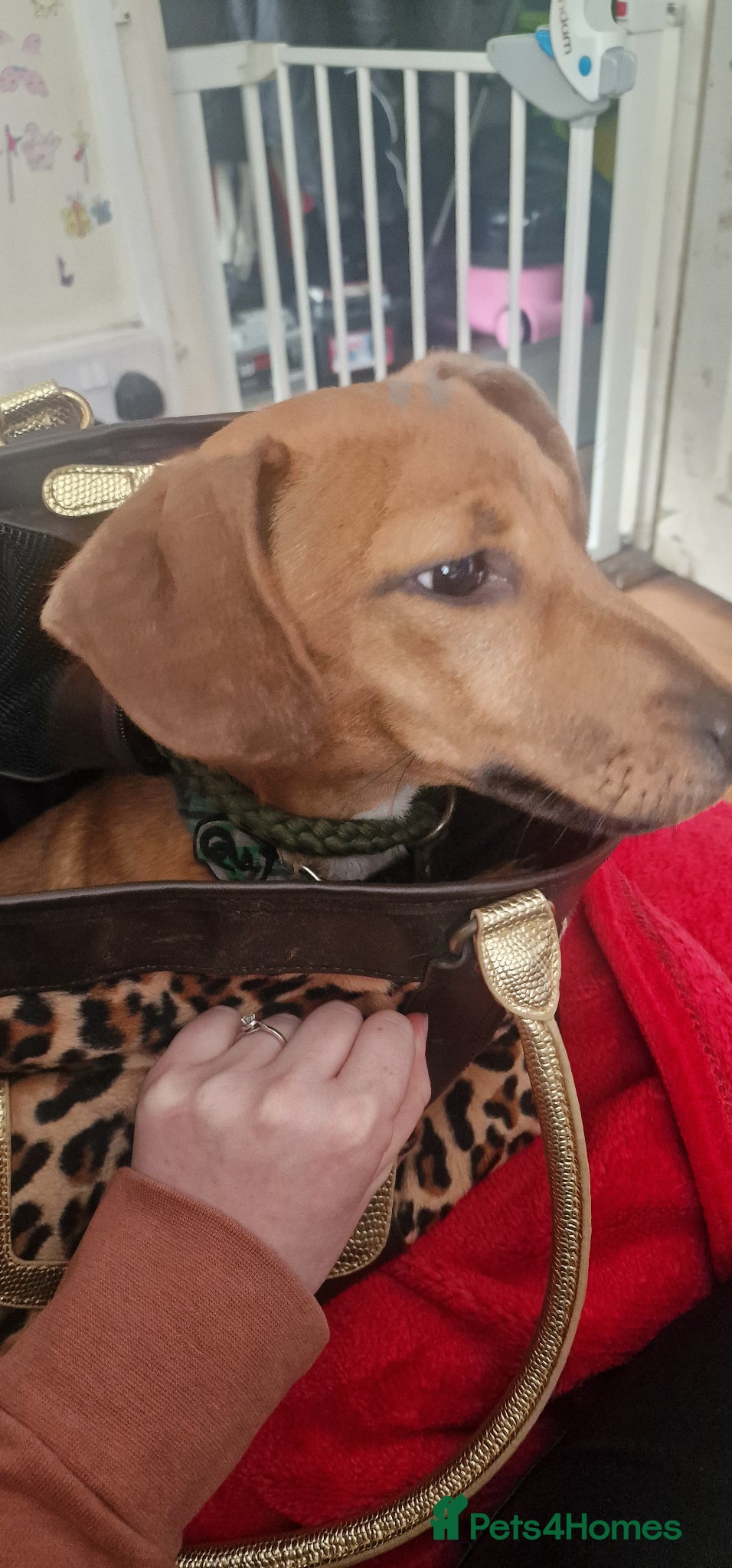 Mixed Breed dogs Male Daffie puppy (Miniature Dachshund x staffie) - Advert 9