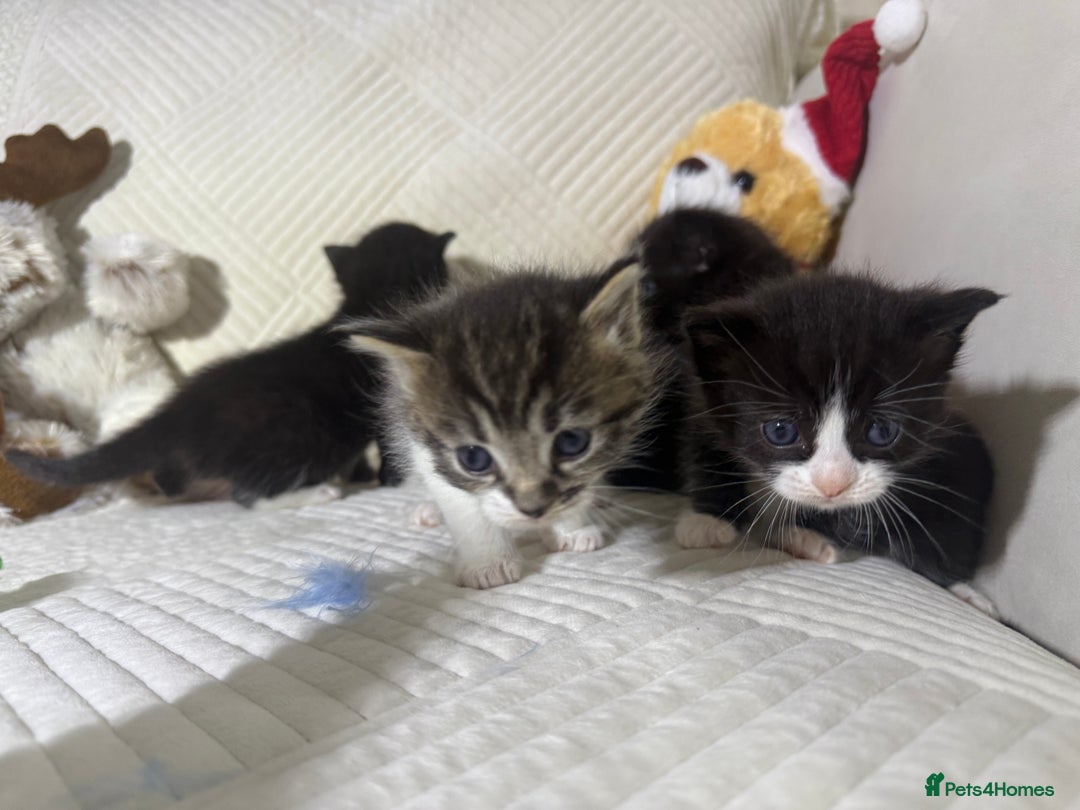 Mixed Breed cats for sale: Beautiful Ragdoll mixed kittens for Sale  - Advert 21