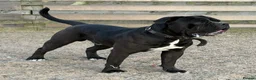 Cane Corso dogs for sale: Big Bruno  - Advert 1