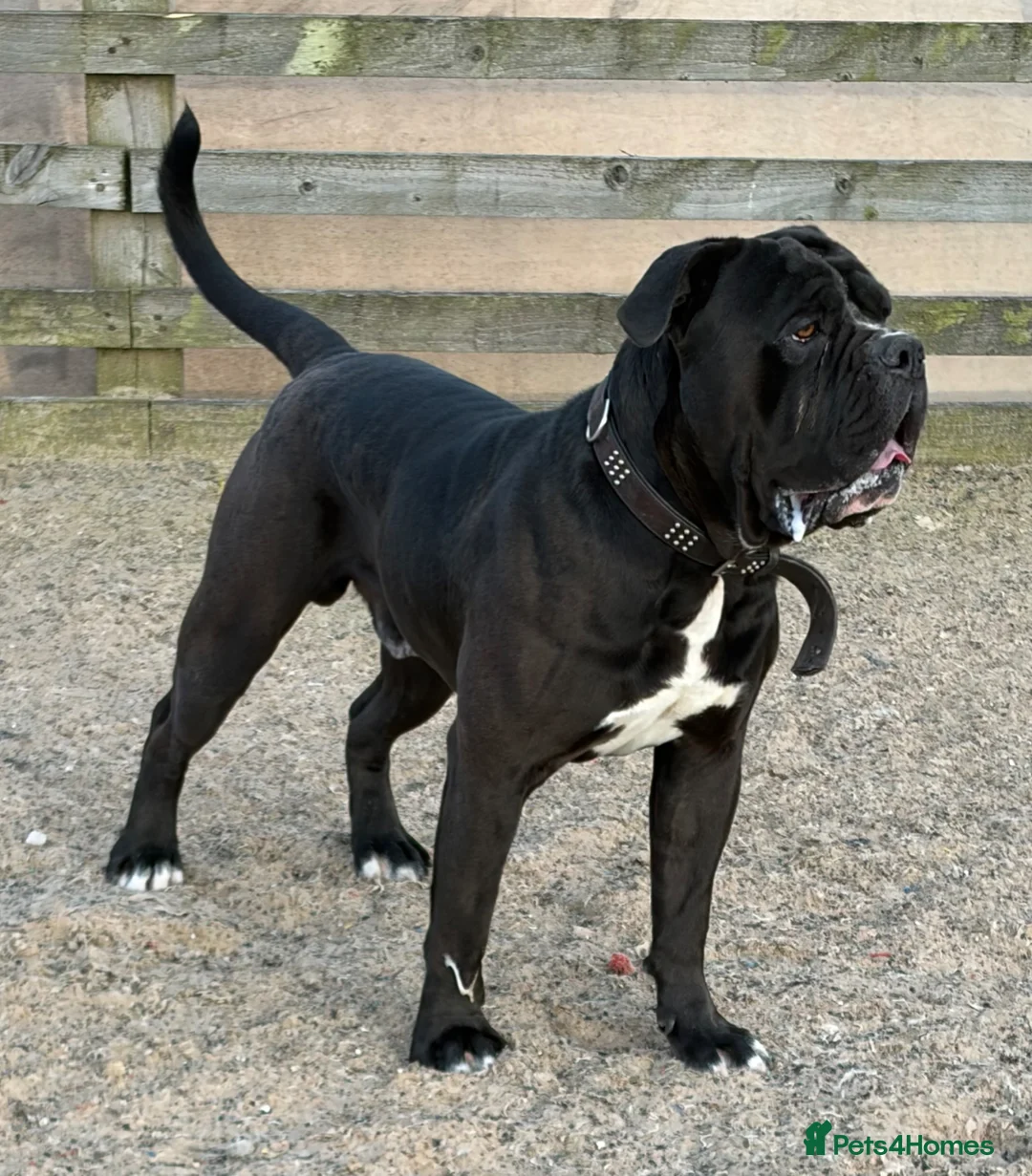 Cane Corso dogs for sale: Big Bruno  - Advert 1