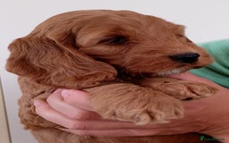 Cockapoo dogs for sale: Stunning F1 Red Miniature - Health Tested Parents - Image 24
