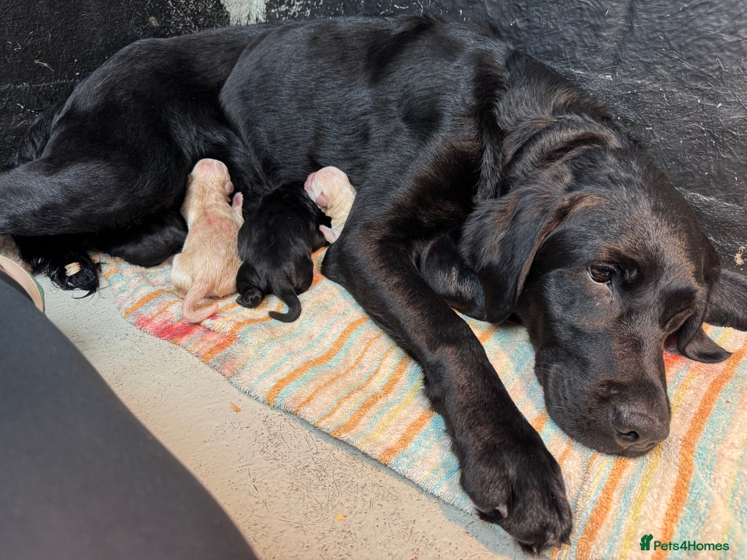 Labrador Retriever dogs for sale: Outstanding Labrador puppies  - Image 7