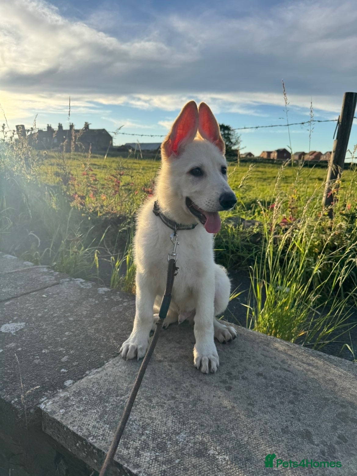 German Shepherd dogs Male  - Advert 7