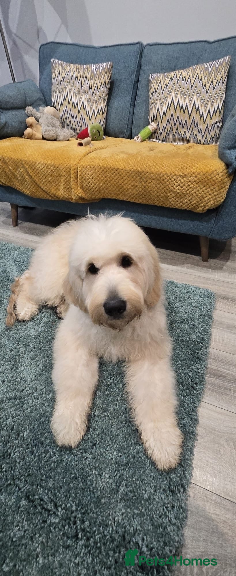 Goldendoodle dogs Alfie - Advert 1