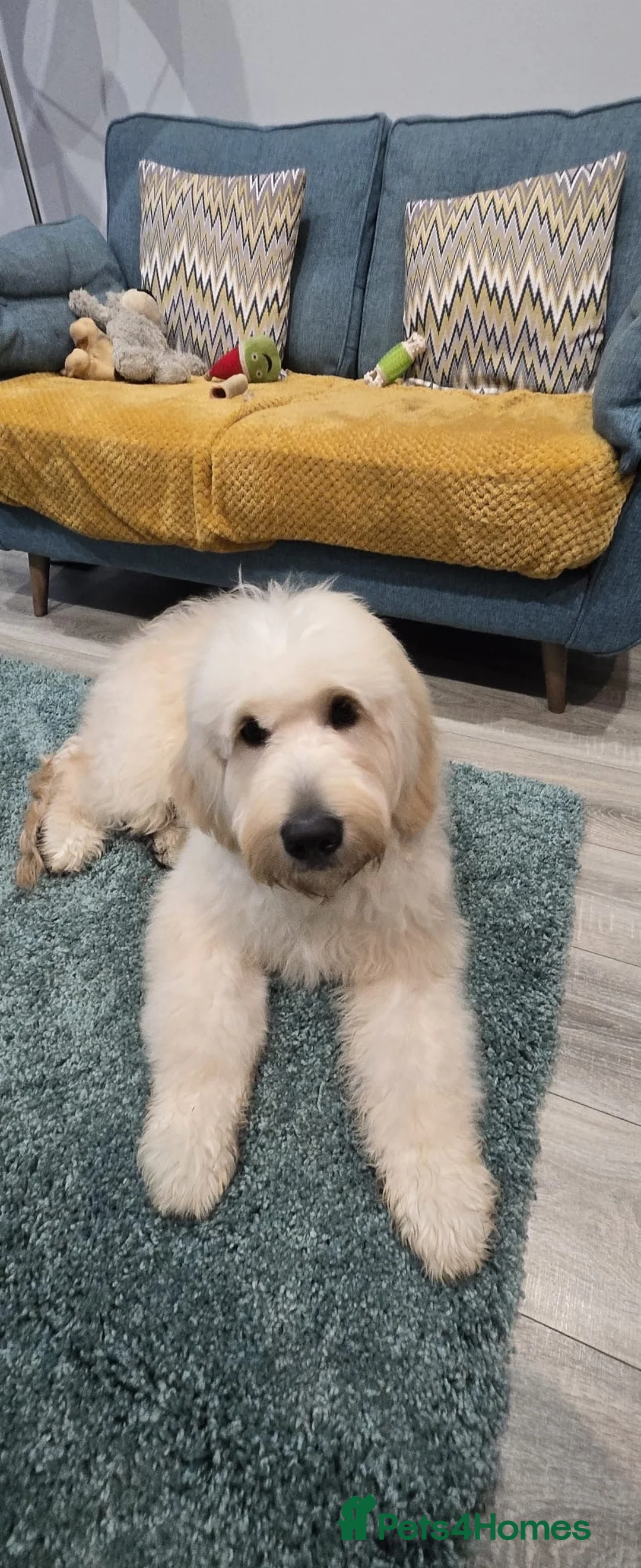 Goldendoodle dogs for sale: Alfie in Dunfermline - Advert 1