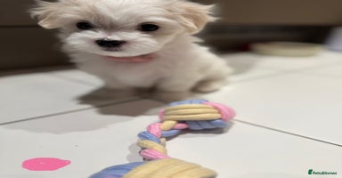 Maltese dogs - Advert 1