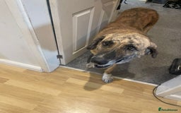 Mixed Breed dogs for adoption: 🚨 URGENT HOME NEEDED - Image 3