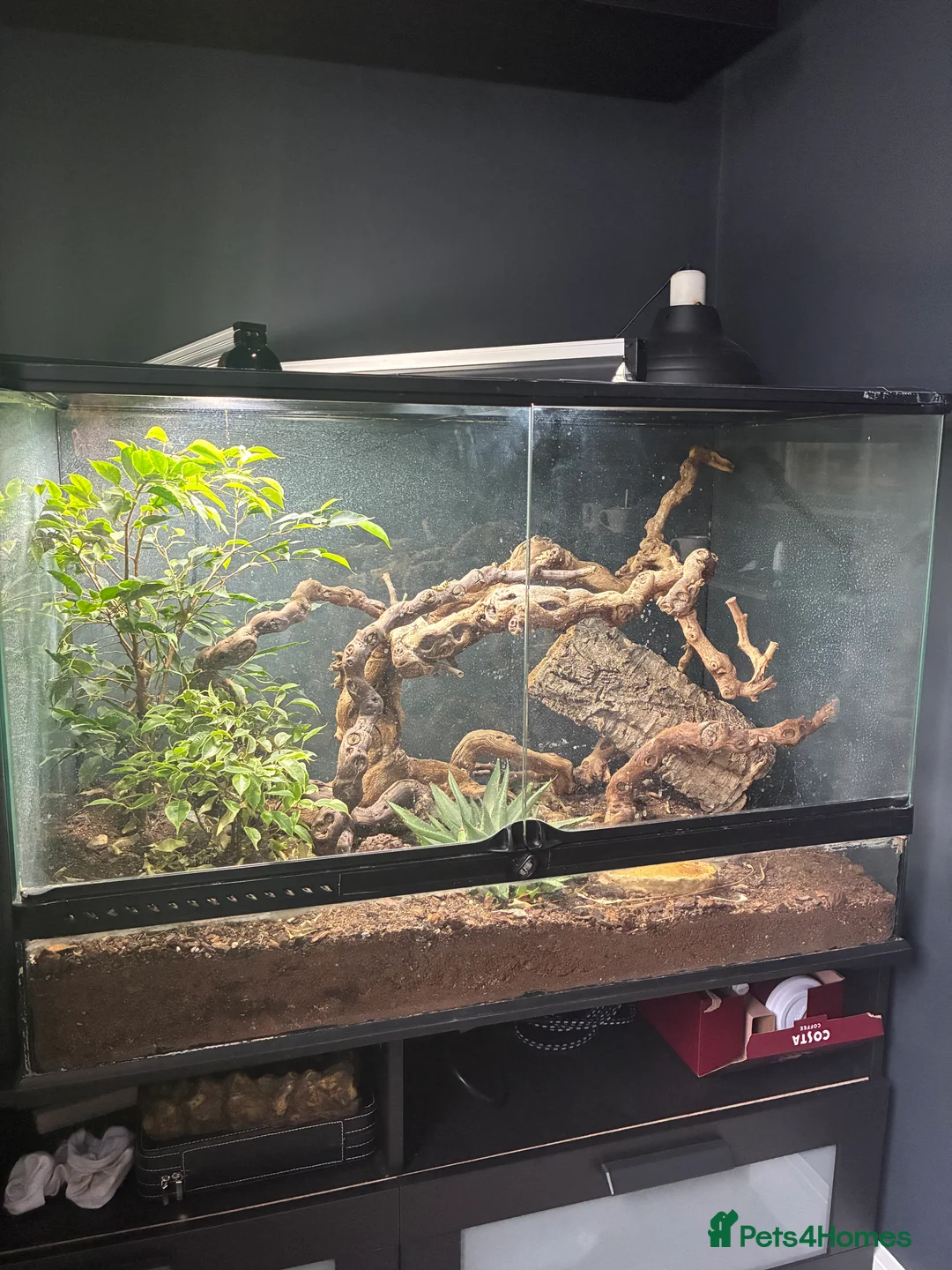 Skink reptiles for sale: Green tree skink + full enclosure for sale - Advert 2