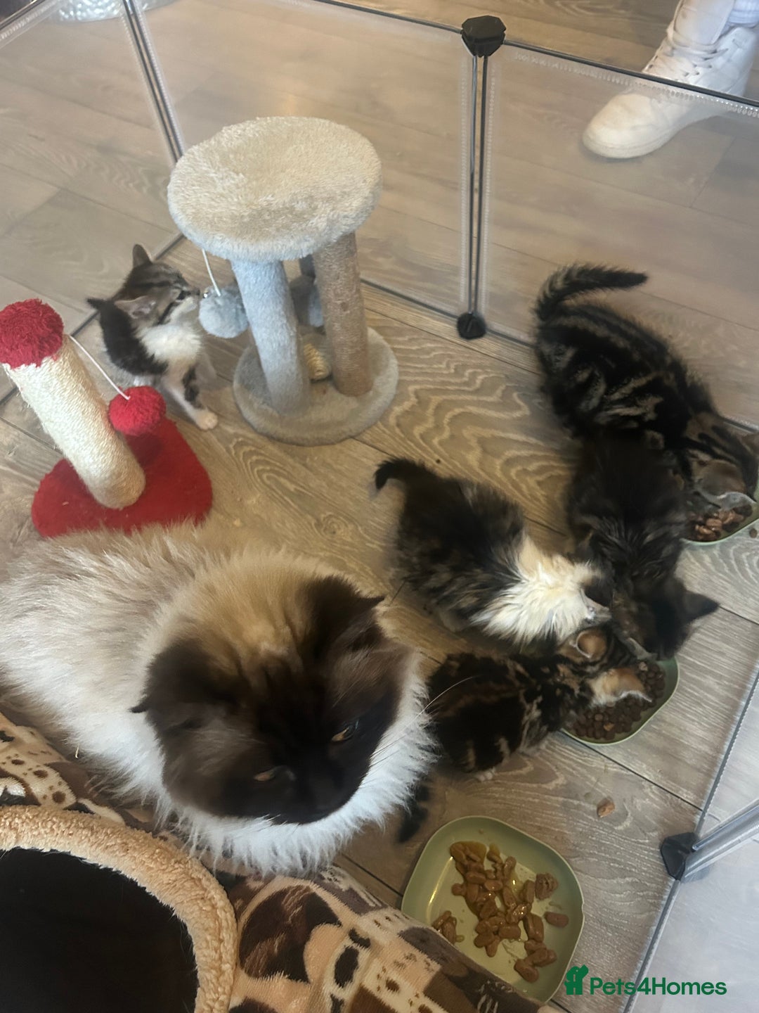 Mixed Breed cats for sale: KITTENS - Advert 1