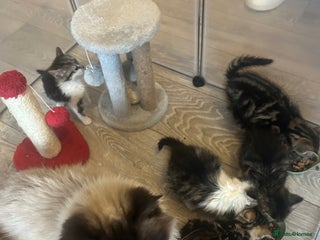 Mixed Breed cats KITTENS - Advert 1