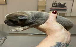 Chow Chow dogs for sale: Stunning kc chow chow  - Advert 9