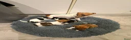 Jack Russell dogs for sale: 4 mini jack Russel puppies - Advert 5