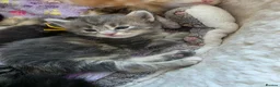 Maine Coon cats for sale: Maine coon kittens for sale  - Advert 10